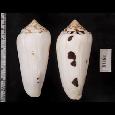 画像2: シノノメイモ