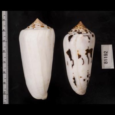 画像2: シノノメイモ