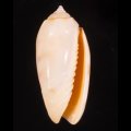 Oliva annulata carnicolor ニクイロマクラ