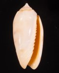 Oliva annulata carnicolor ニクイロマクラ