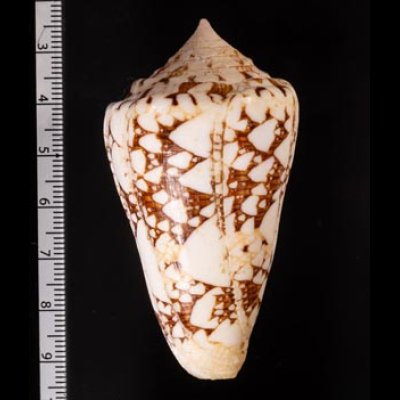 テンジクイモ Conus ammiralisfig.2