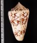 テンジクイモ Conus ammiralisfig.2