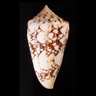 テンジクイモ Conus ammiralisfig.3