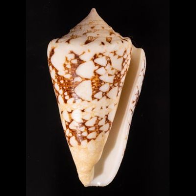 テンジクイモ Conus ammiralisfig.1