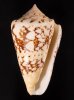 テンジクイモ Conus ammiralisfig.1