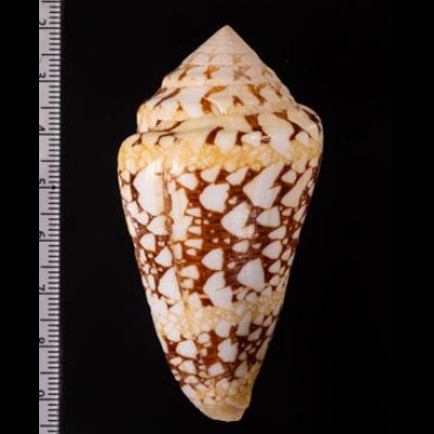テンジクイモ Conus ammiralisfig.2