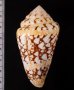 テンジクイモ Conus ammiralisfig.2