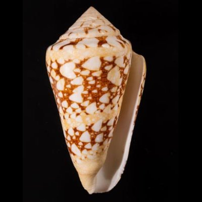 テンジクイモ Conus ammiralisfig.1