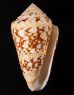 テンジクイモ Conus ammiralisfig.1