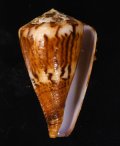 Conus capitaneus サラサミナシ
