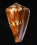 サラサミナシ Conus capitaneusfig.1