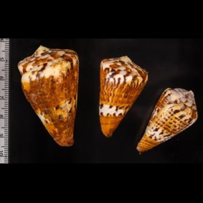 サラサミナシ Conus capitaneusfig.2