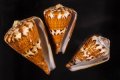 Conus capitaneus サラサミナシ