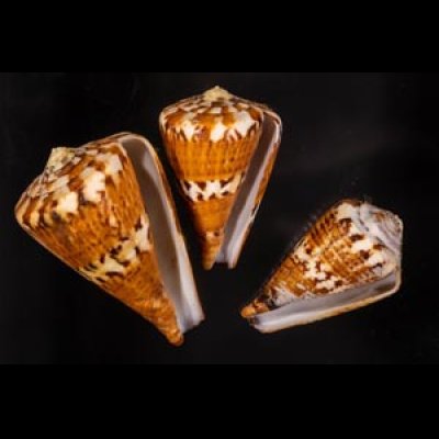 サラサミナシ Conus capitaneusfig.1