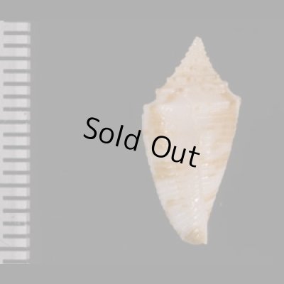 ワカヤマイモ Conus  eugrammatus wakayamaensisfig.2