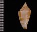 ワカヤマイモ Conus  eugrammatus wakayamaensisfig.2
