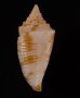 ワカヤマイモ Conus  eugrammatus wakayamaensisfig.3