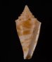 ワカヤマイモ Conus  eugrammatus wakayamaensisfig.1