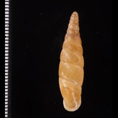 オキギセル Vastina vastafig.2