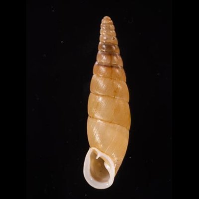 オキギセル Vastina vastafig.1