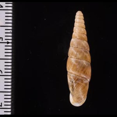 オキギセル Vastina vastafig.2