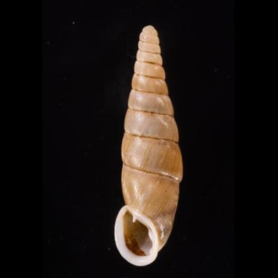 オキギセル Vastina vastafig.1