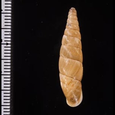 オキギセル Vastina vastafig.2