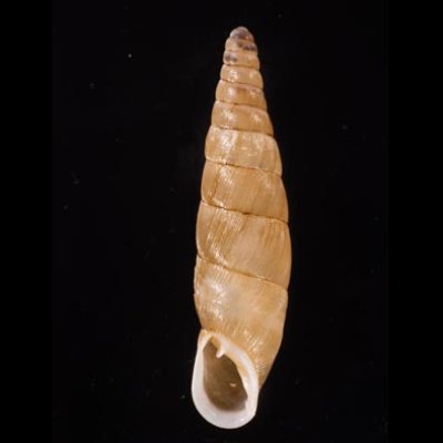 オキギセル Vastina vastafig.1