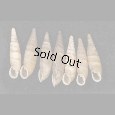 画像1: オキギセル  SALE!