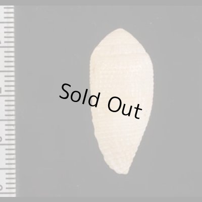 画像2: ドングリイモ