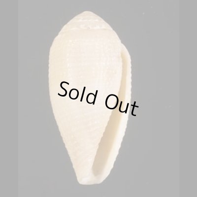 画像1: ドングリイモ