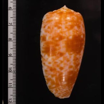 ナツメイモ Conus bullatusfig.2