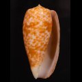 Conus bullatus ナツメイモ