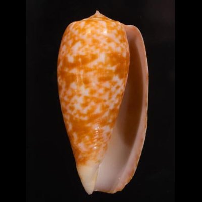 ナツメイモ Conus bullatusfig.1