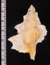 マツカワガイ 松皮貝 Gyrineum percafig.2