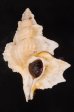 マツカワガイ 松皮貝 Gyrineum percafig.1