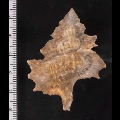 画像2: マツカワガイ 松皮貝