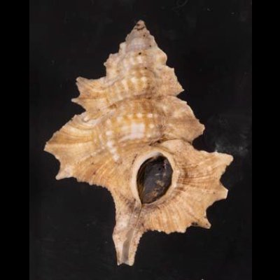 画像1: マツカワガイ 松皮貝