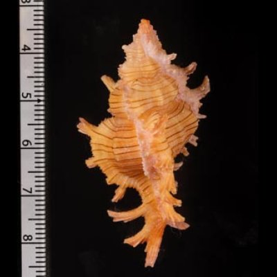 コセンジュガイ Chicoreus aculeatusfig.2