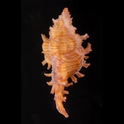 コセンジュガイ Chicoreus aculeatusfig.3