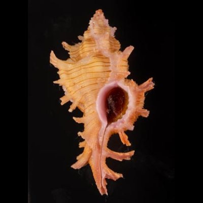 コセンジュガイ Chicoreus aculeatusfig.1