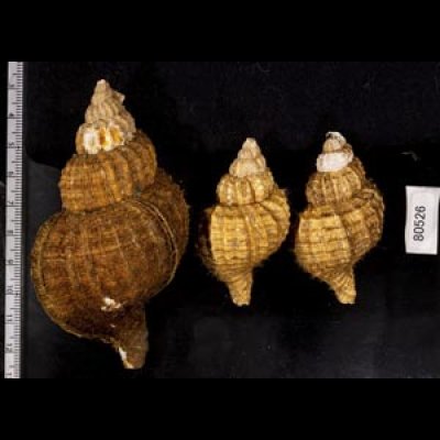 画像2: アヤボラ