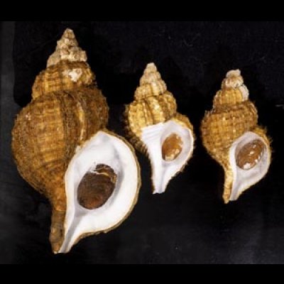 画像1: アヤボラ