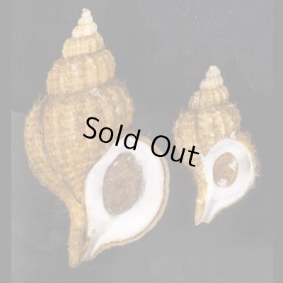 画像1: アヤボラ