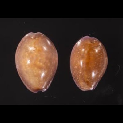 アヤメダカラ Erosaria porariafig.1