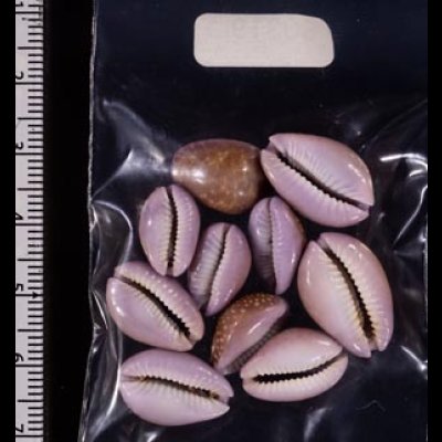 アヤメダカラ Erosaria porariafig.2