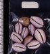 アヤメダカラ Erosaria porariafig.2
