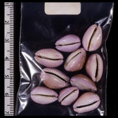 アヤメダカラ Erosaria porariafig.2