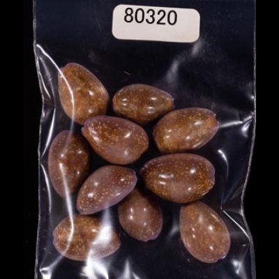 アヤメダカラ Erosaria porariafig.1
