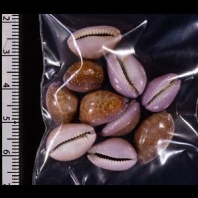 アヤメダカラ Erosaria porariafig.2